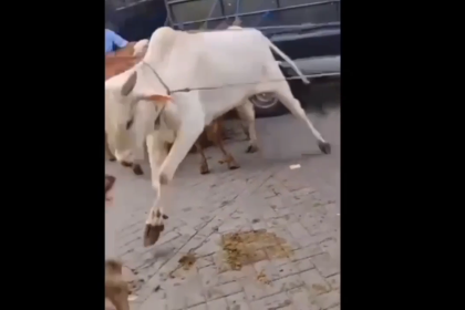 Sapi Kurban Lepas dan Mengamuk di Pasuruan, Berhenti di Depan Tenda Resepsi Pernikahan