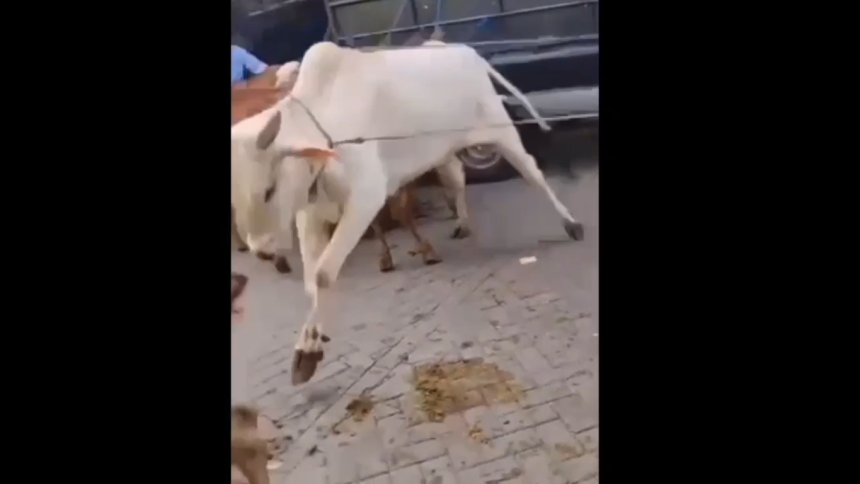 Sapi Kurban Lepas dan Mengamuk di Pasuruan, Berhenti di Depan Tenda Resepsi Pernikahan