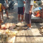Berkah Idul Adha, Pedagang Kulit Hewan Kurban Kebanjiran Order