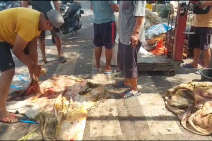 Berkah Idul Adha, Pedagang Kulit Hewan Kurban Kebanjiran Order