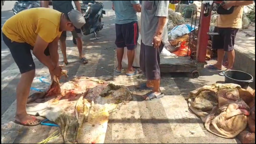 Berkah Idul Adha, Pedagang Kulit Hewan Kurban Kebanjiran Order